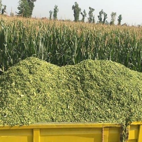 Quality Corn Silage